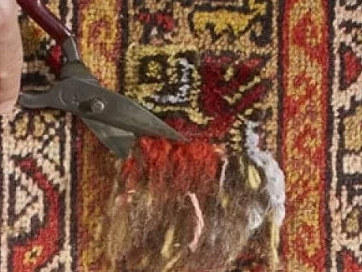 Comment reconnaître les mites de tapis